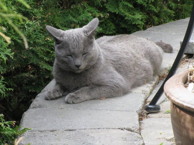 Photo de Chartreux