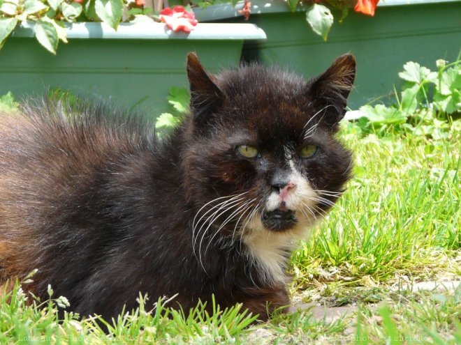 Photo de Chat domestique