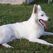 Photo de Berger blanc suisse