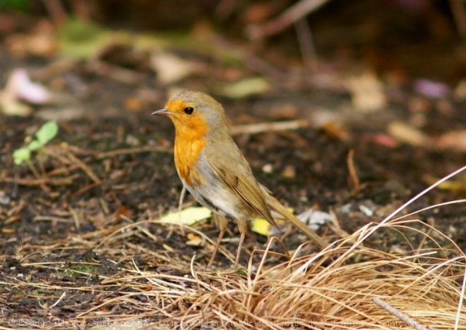 Photo de Rouge gorge