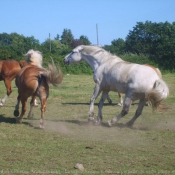 Photo de Races diffrentes