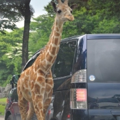 Photo de Girafe