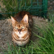 Photo de Bengal