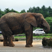 Photo d'Elphant d'afrique