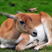 Photo de Gazelle