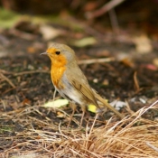 Photo de Rouge gorge