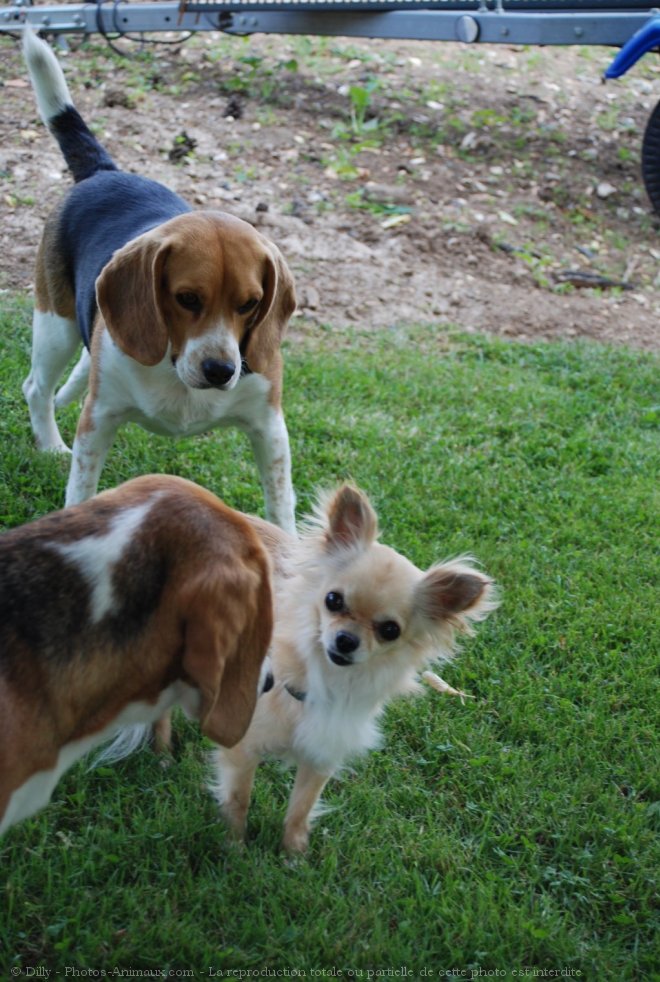 Photo de Chihuahua  poil long