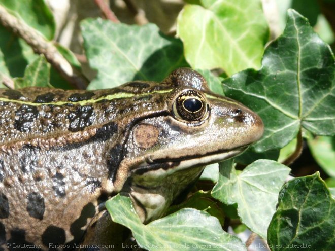 Photo de Grenouille