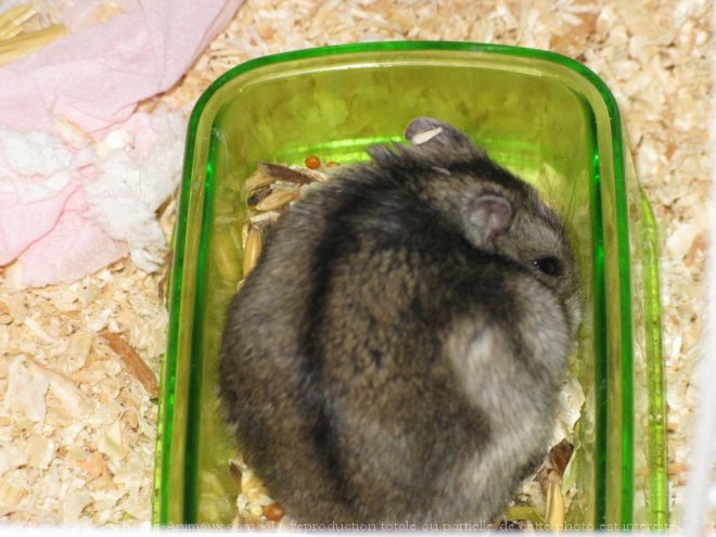 Photo de Hamster