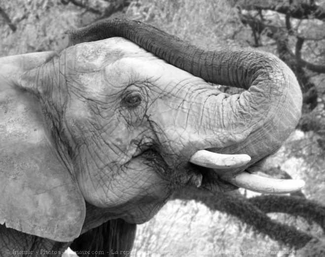 Photo d'Elphant d'afrique