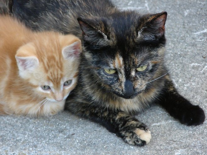 Photo de Chat domestique