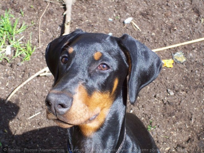 Photo de Dobermann