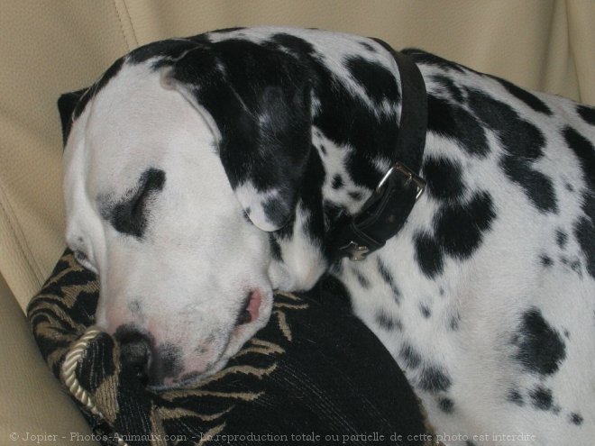 Photo de Dalmatien