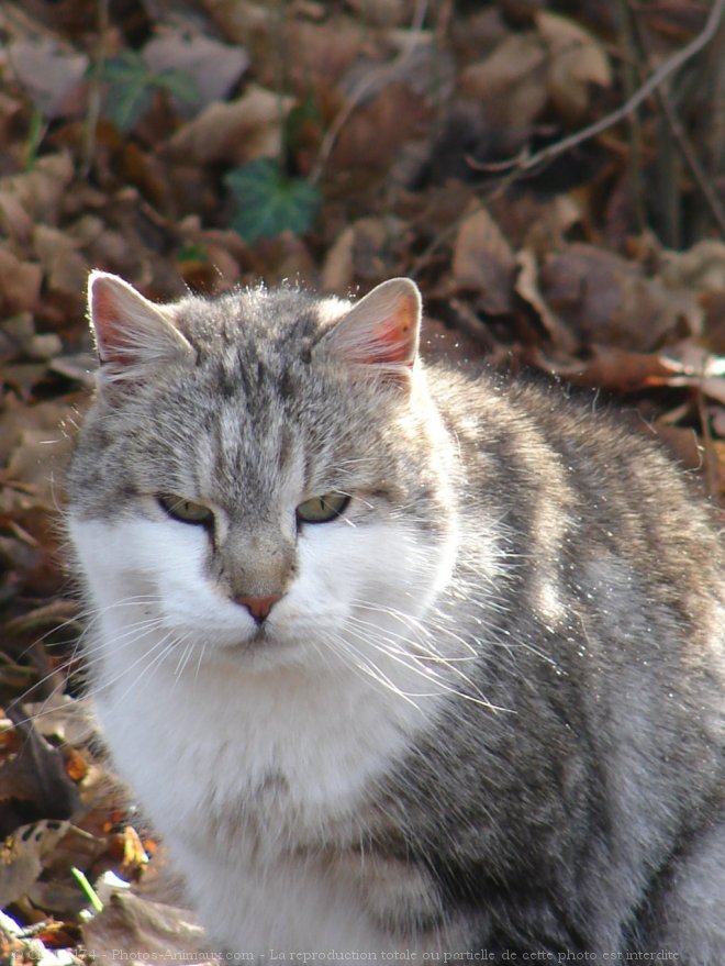 Photo de Chat domestique