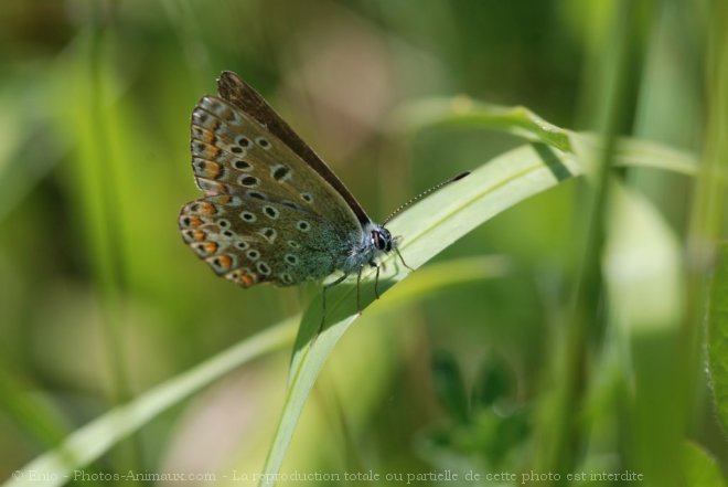 Photo de Papillon