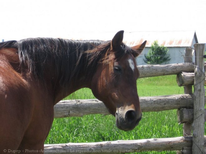 Photo de Trotteur franais