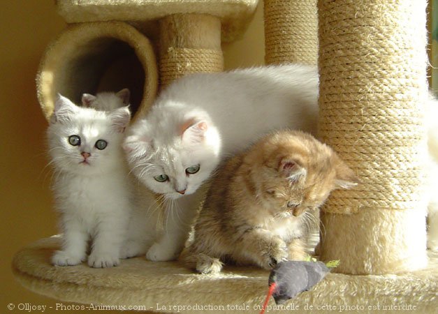 Photo de British shorthair