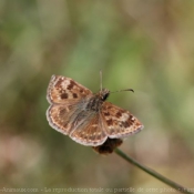 Photo de Papillon