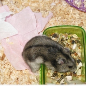 Photo de Hamster