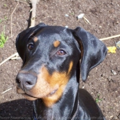 Photo de Dobermann