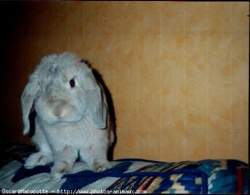 Photo de Lapin