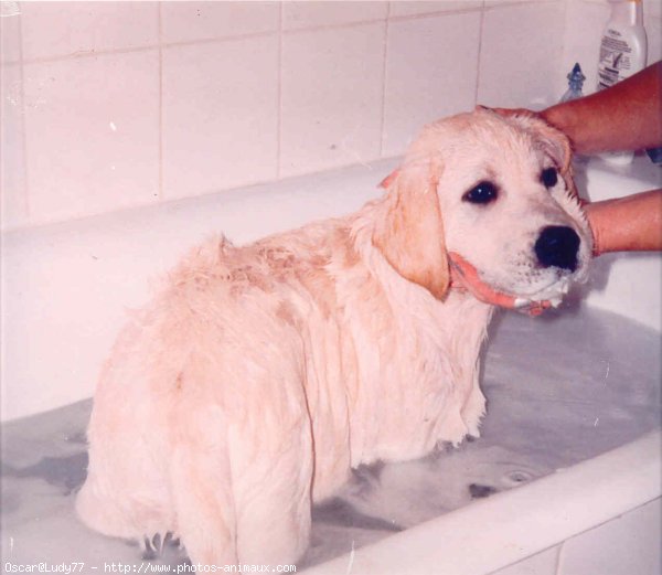 Photo de Labrador retriever