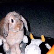 Photo de Lapin