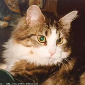 Photo de Maine coon