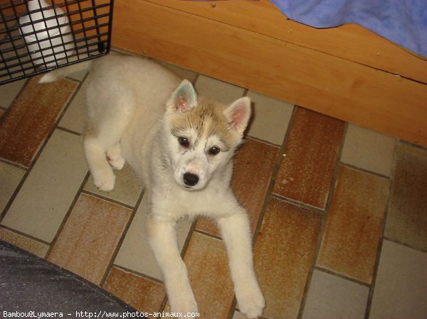 Photo de Husky siberien