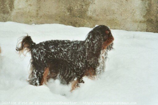 Photo de King charles spaniel