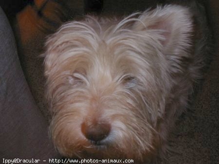 Photo de West highland white terrier