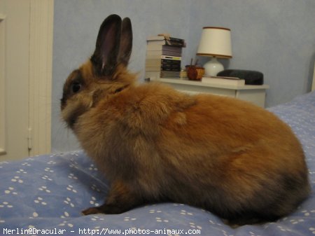 Photo de Lapin