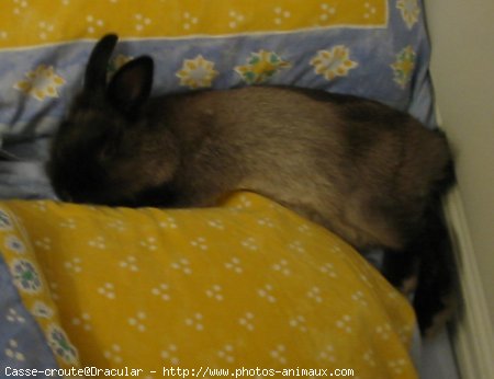 Photo de Lapin