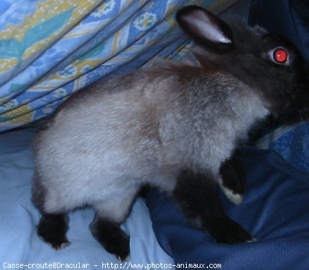 Photo de Lapin