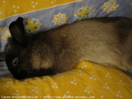 Photo de Lapin