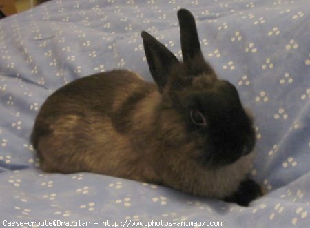 Photo de Lapin