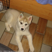 Photo de Husky siberien