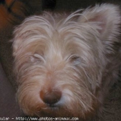 Photo de West highland white terrier