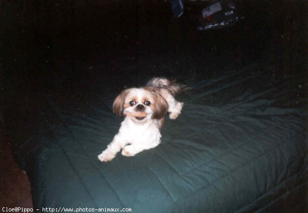 Photo de Shih tzu