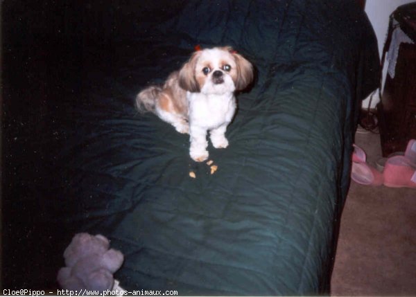 Photo de Shih tzu