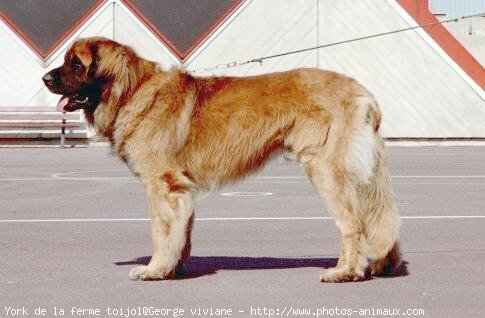 Photo de Leonberg