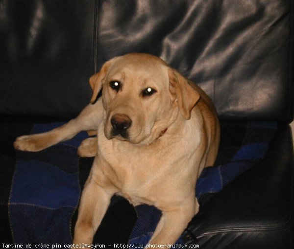 Photo de Labrador retriever