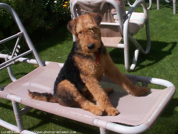 Photo d'Airedale terrier