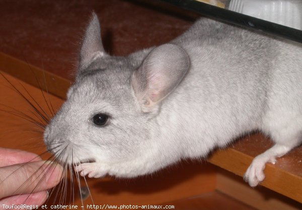 Photo de Chinchilla