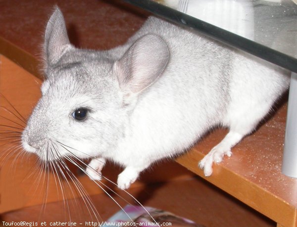 Photo de Chinchilla