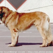 Photo de Leonberg