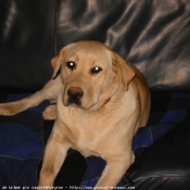 Photo de Labrador retriever