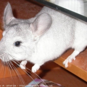 Photo de Chinchilla