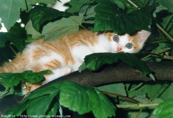 Photo de Chat domestique