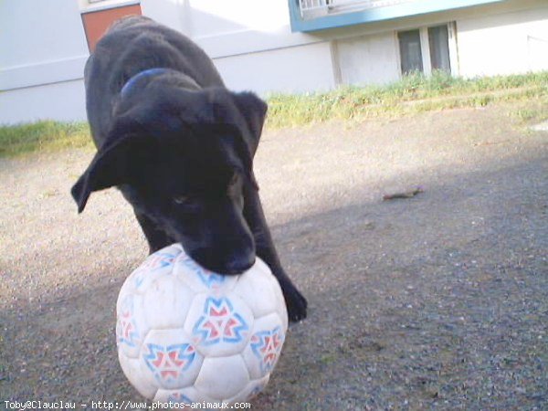 Photo de Labrador retriever